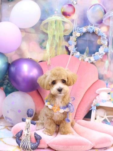 20240827茶々ちゃん